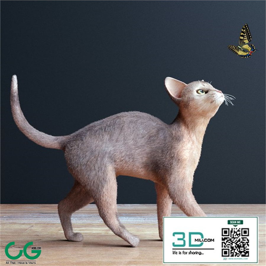 Abyssinian cat